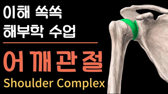 [이해 쏙쏙 해부학] 어깨 해부학 완전정복! 어깨 복합체(Shoulder Complex) 쉽게 이해하기