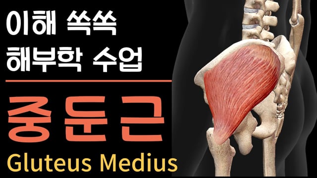 [이해 쏙쏙 해부학] 중둔근의 진짜 역할 한 발로 서보면 알 수 있습니다