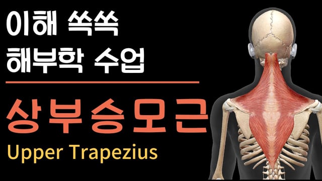 이해 쏙쏙 해부학 - 목 통증, 상부승모근을 무조건 풀면 안 되는 이유